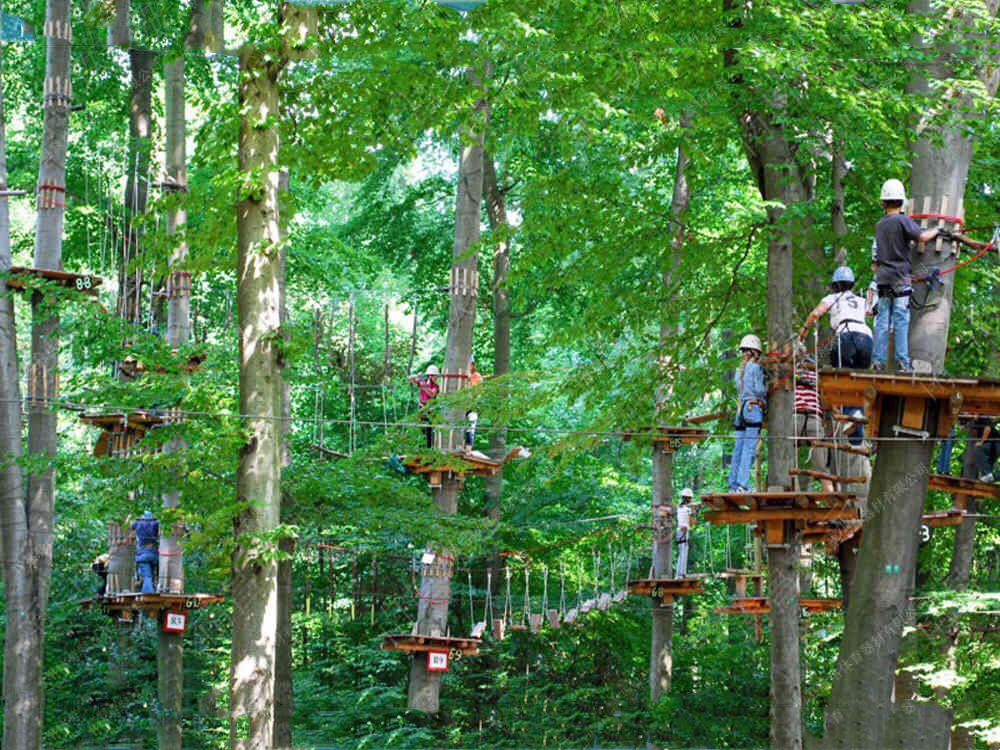 <b>树上项目实景图</b>